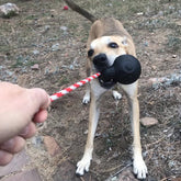 Magnum Skull Reward Toy-Dog Toy-Rover Pet Products